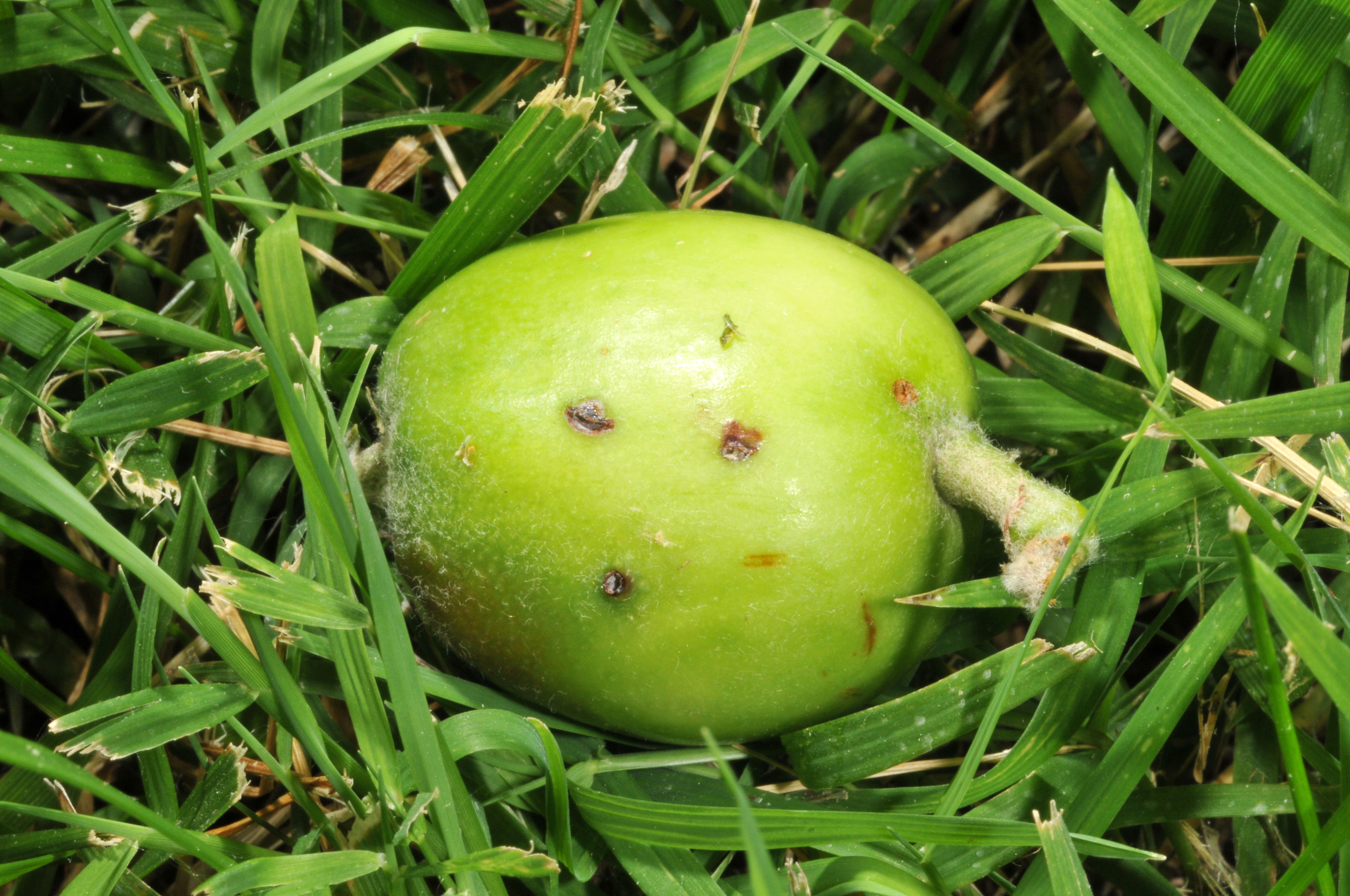 Figure 11. Feeding and egg-laying scars left behind on the surface of an immature apple by plum curculio.(<em>Photo credit: John Obermeyer, Purdue Entomology</em>)