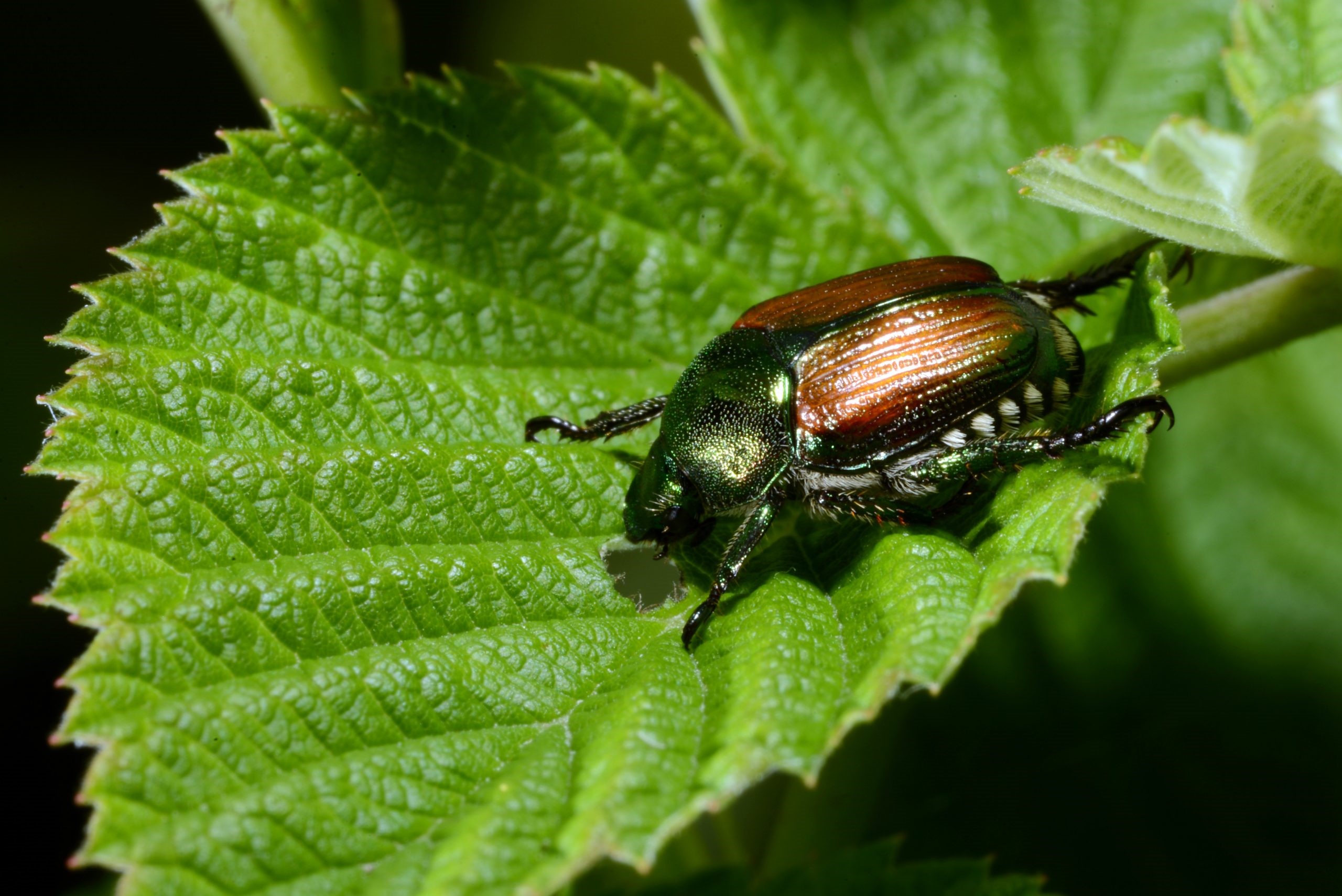 how-to-get-rid-of-japanese-beetles-on-fruit-trees-fruit-trees