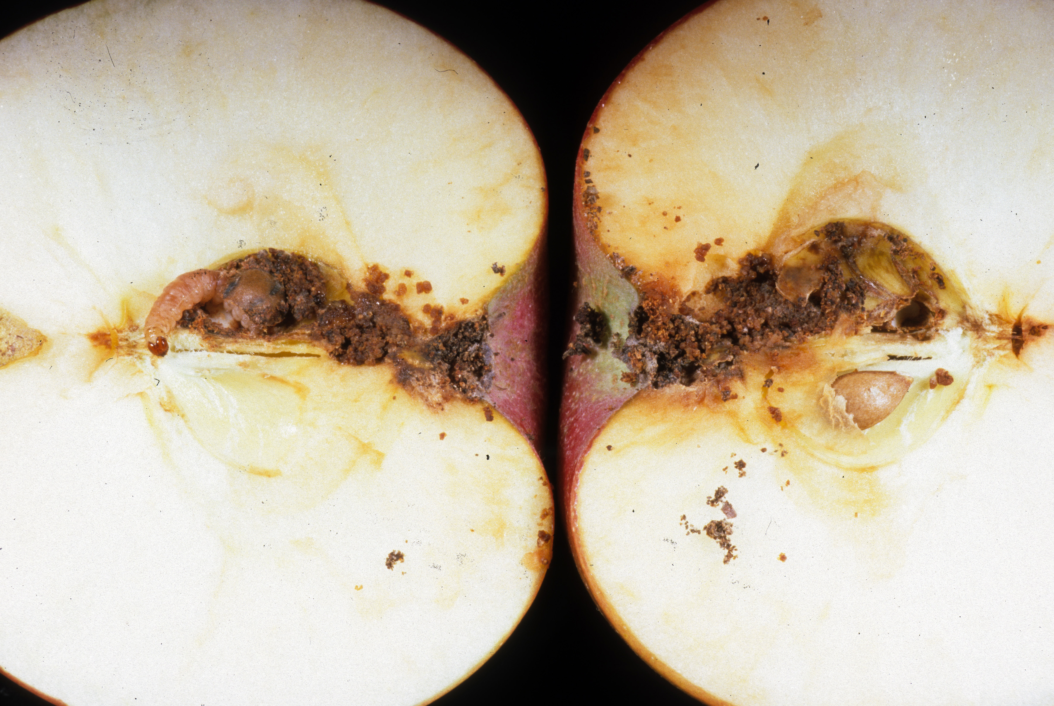 Figure 16. A mature apple cut in half to reveal a codling moth caterpillar and its feeding damage and frass at the core of the fruit. (<em>Photo credit: John Obermeyer, Purdue Entomology</em>)