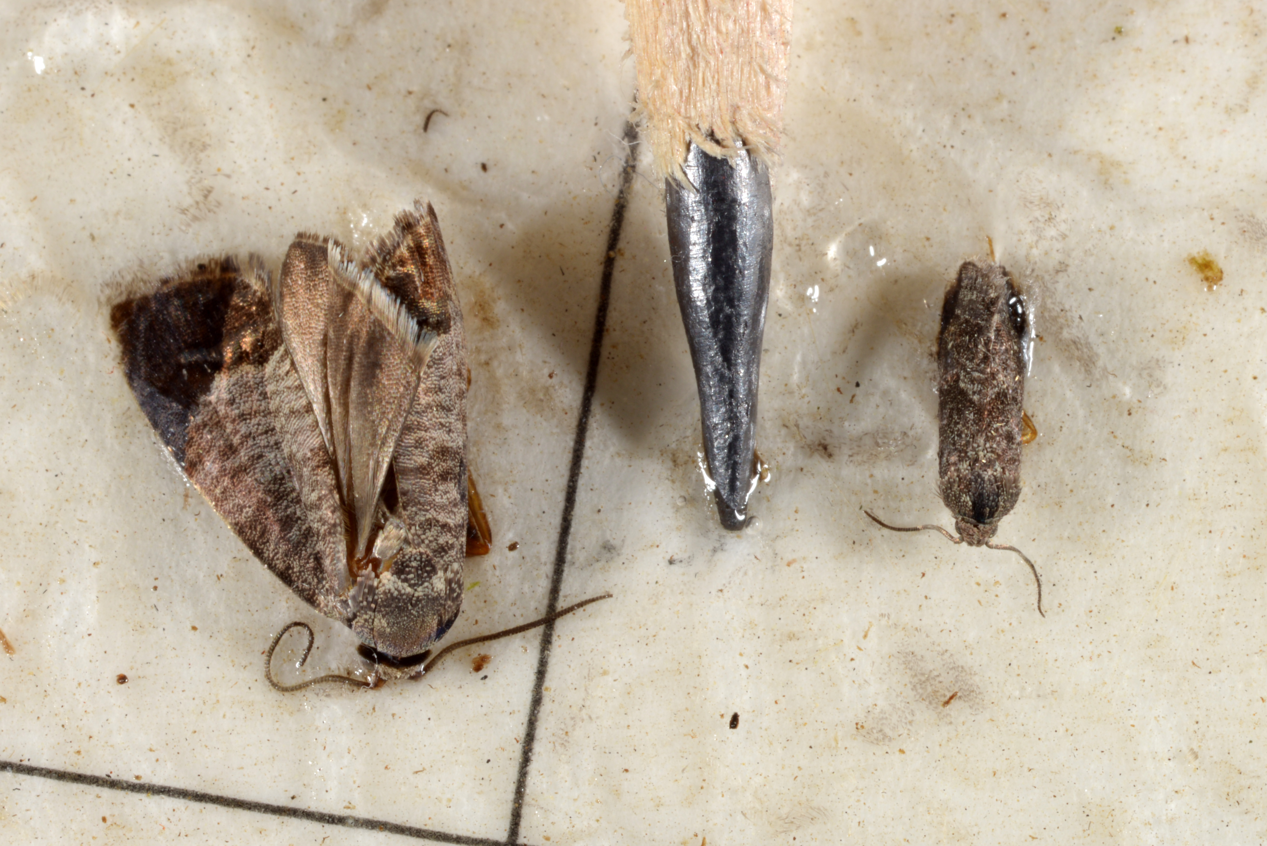 Figure 17. A sticky trap with a codling moth (left) and 
Oriental fruit moth (right) side by side with a pencil tip for size reference. (<em>Photo credit: John Obermeyer, Purdue Entomology</em>)