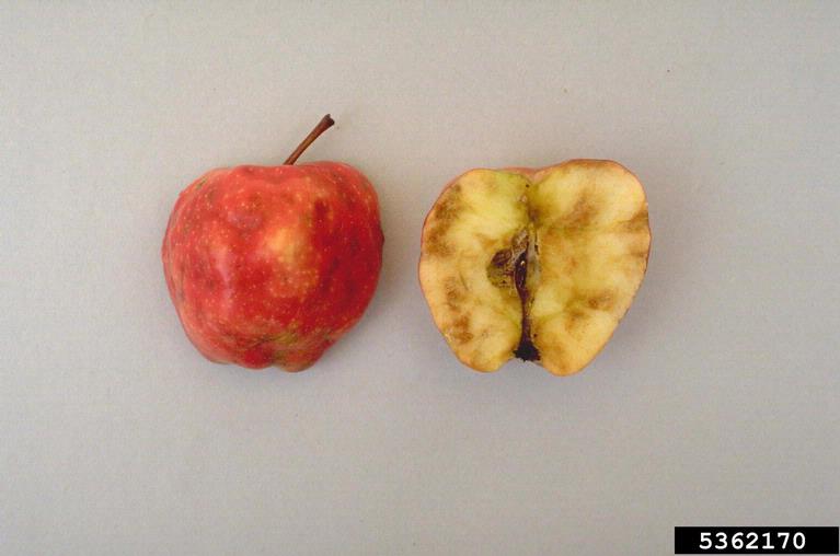 Figure 21. A mature apple cut in half to reveal symptoms of apple maggot feeding damage to the inside flesh of the fruit. (<em>Photo credit: H.J. Larson, Bugwood.org</em>)