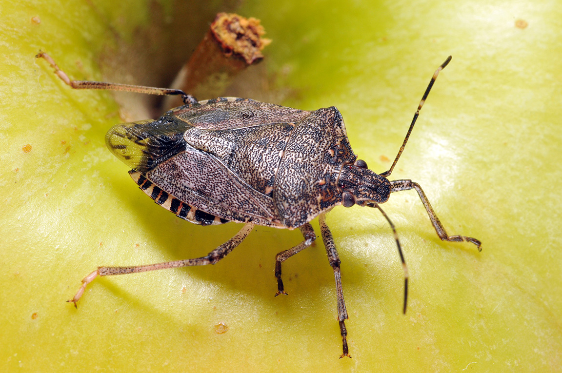 Figure 22. A brown marmorated stink bug adult on the surface of an apple.  (<em>Photo credit: John Obermeyer, Purdue Entomology</em>)