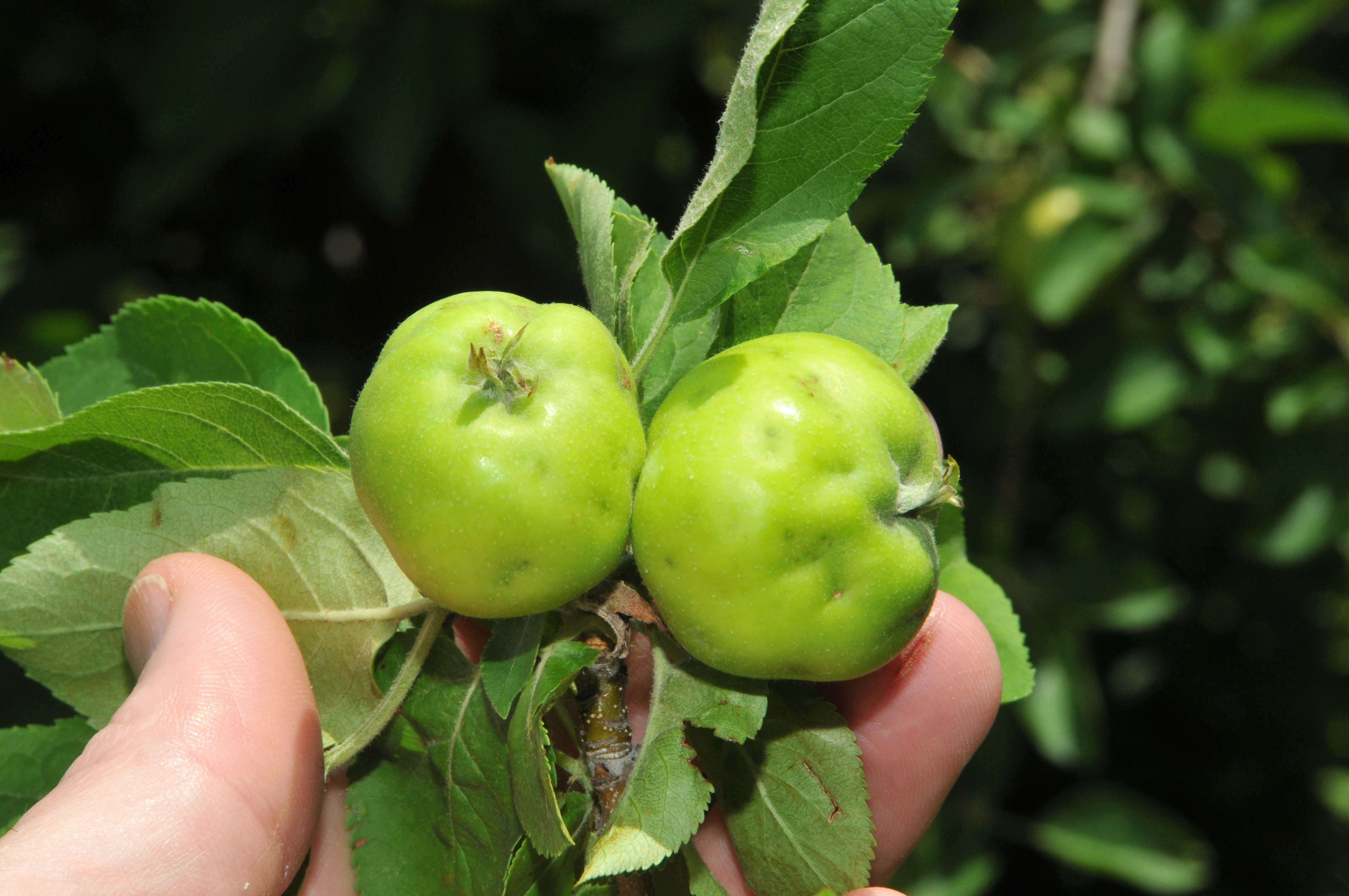 Figure 23. Small depressions on the surface of immature apples caused by brown marmorated stink bug feeding. (<em>Photo credit: John Obermeyer, Purdue Entomology</em>)