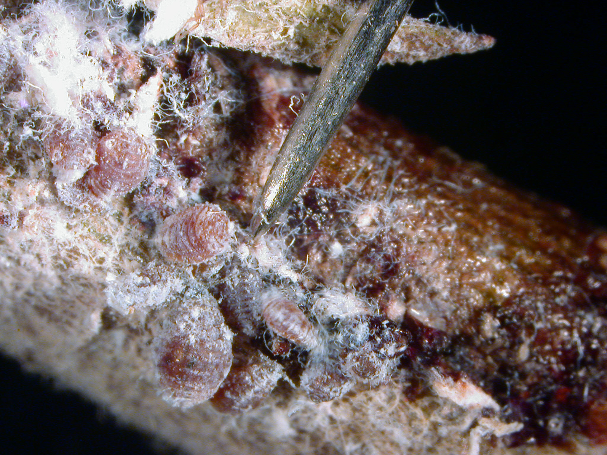 Figure 3. Woolly apple aphids and their waxy secretions on a cherry tree branch. (<em>Photo credit: John Obermeyer, Purdue Entomology</em>)