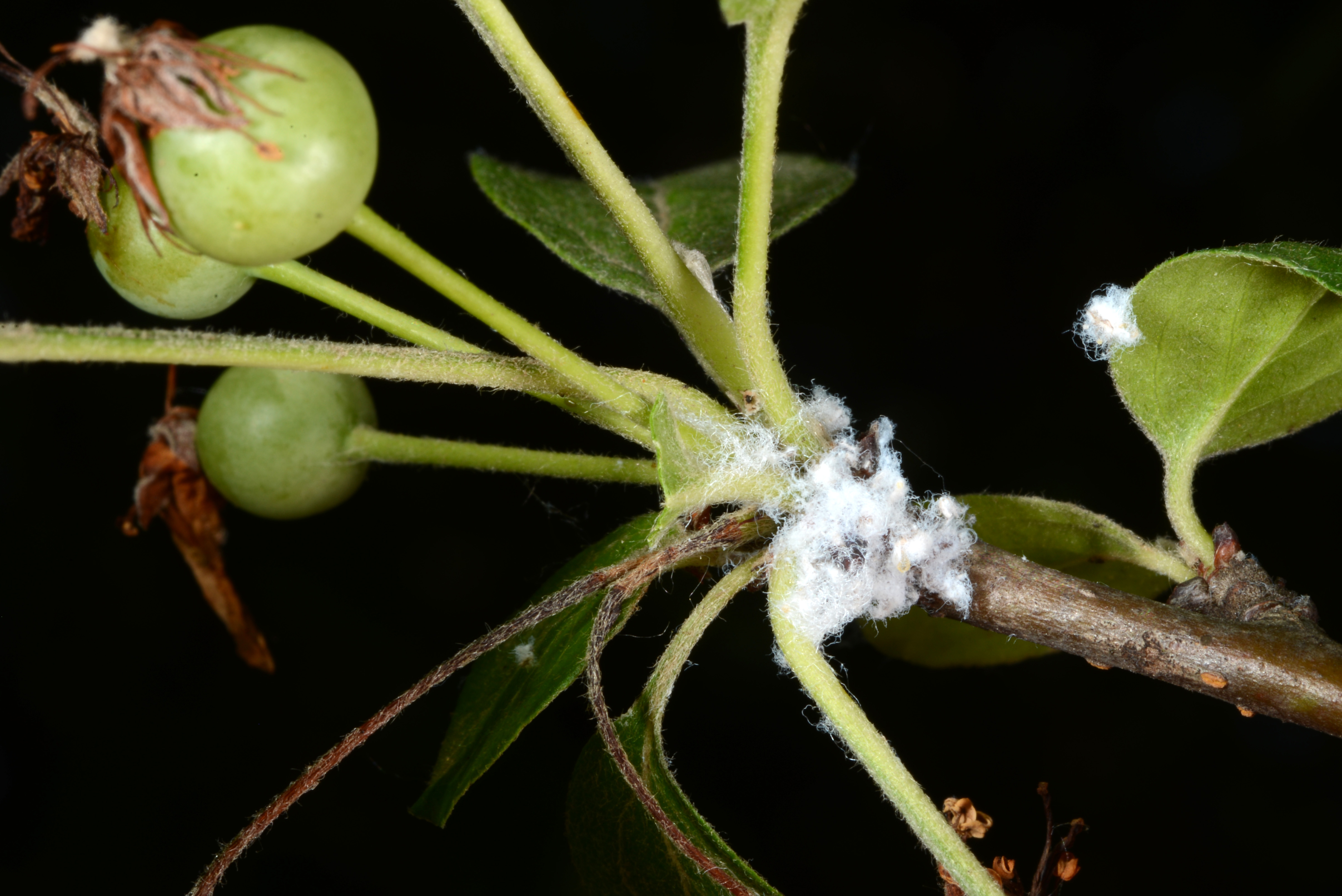Figure 4. A group of woolly apple aphids, concealed by their waxy secretions, on the end of a crabapple branch. (<em>Photo credit: John Obermeyer, Purdue Entomology</em>)