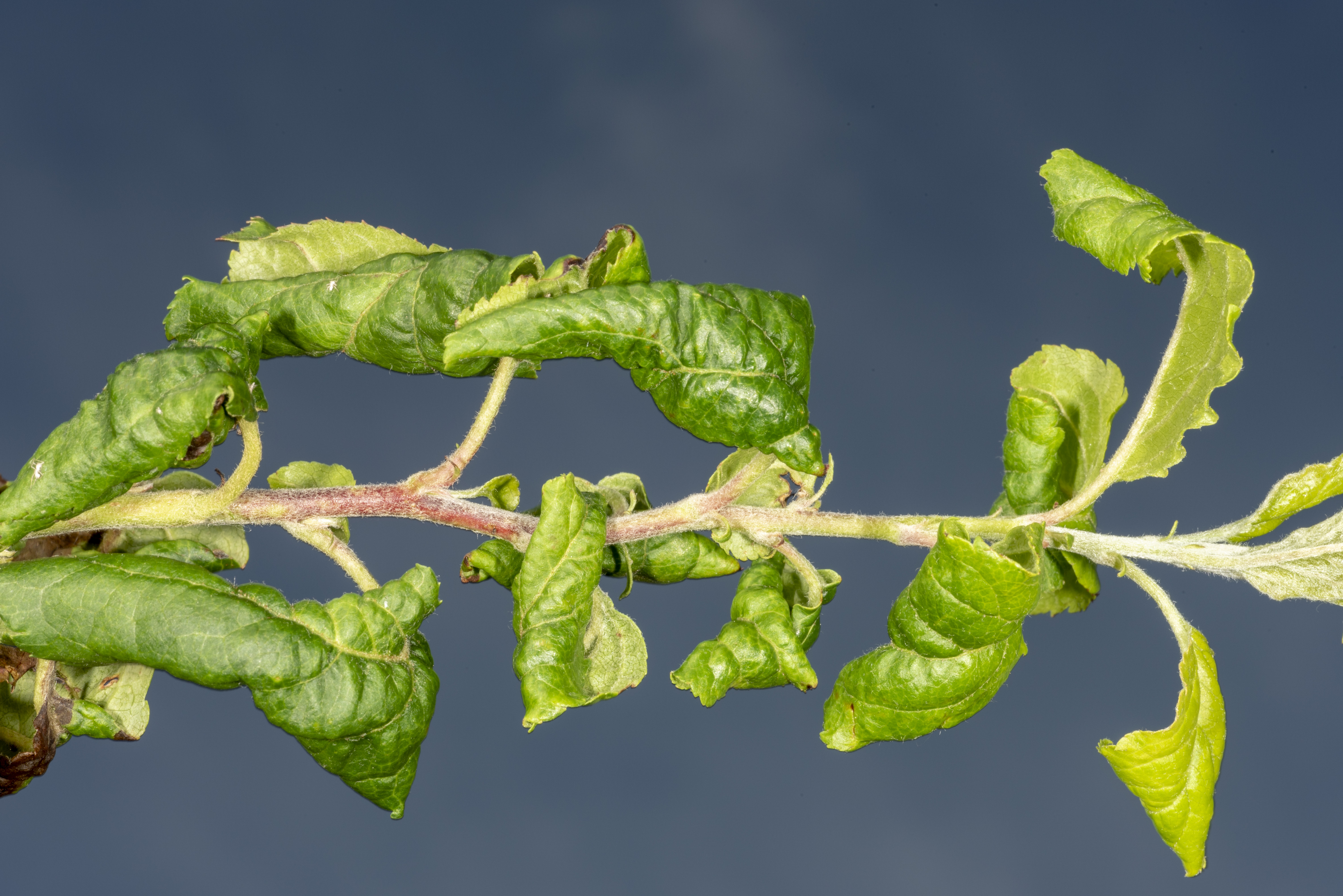 Figure 6. Damage caused by rosy apple aphid feeding on a young apple tree shoot.  (<em>Photo credit: John Obermeyer, Purdue Entomology</em>)
