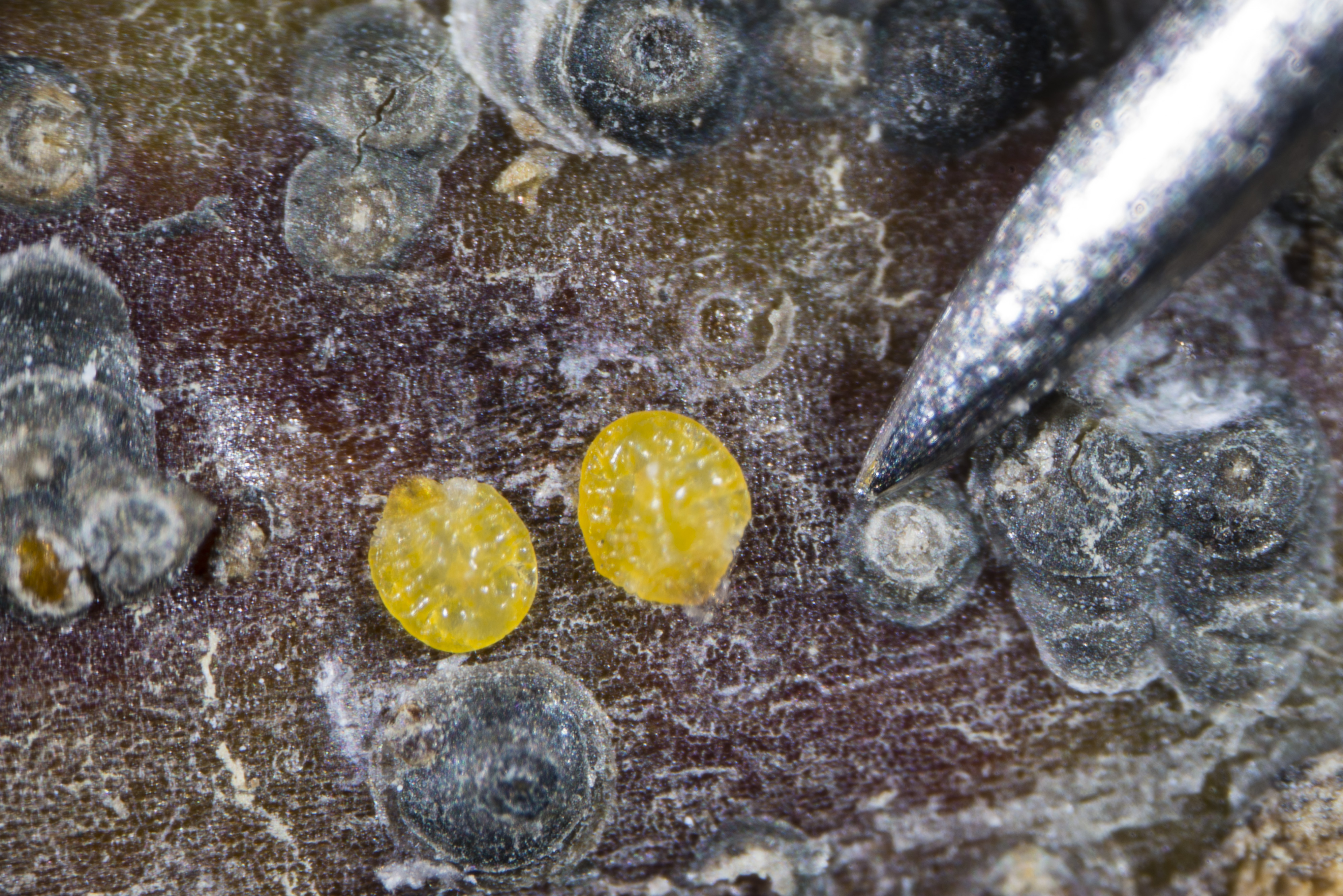 Figure 7. Adult female San Jose scales under protective covering (dark gray) and removed from waxy protective covering (yellow). (<em>Photo credit: John Obermeyer, Purdue Entomology</em>)