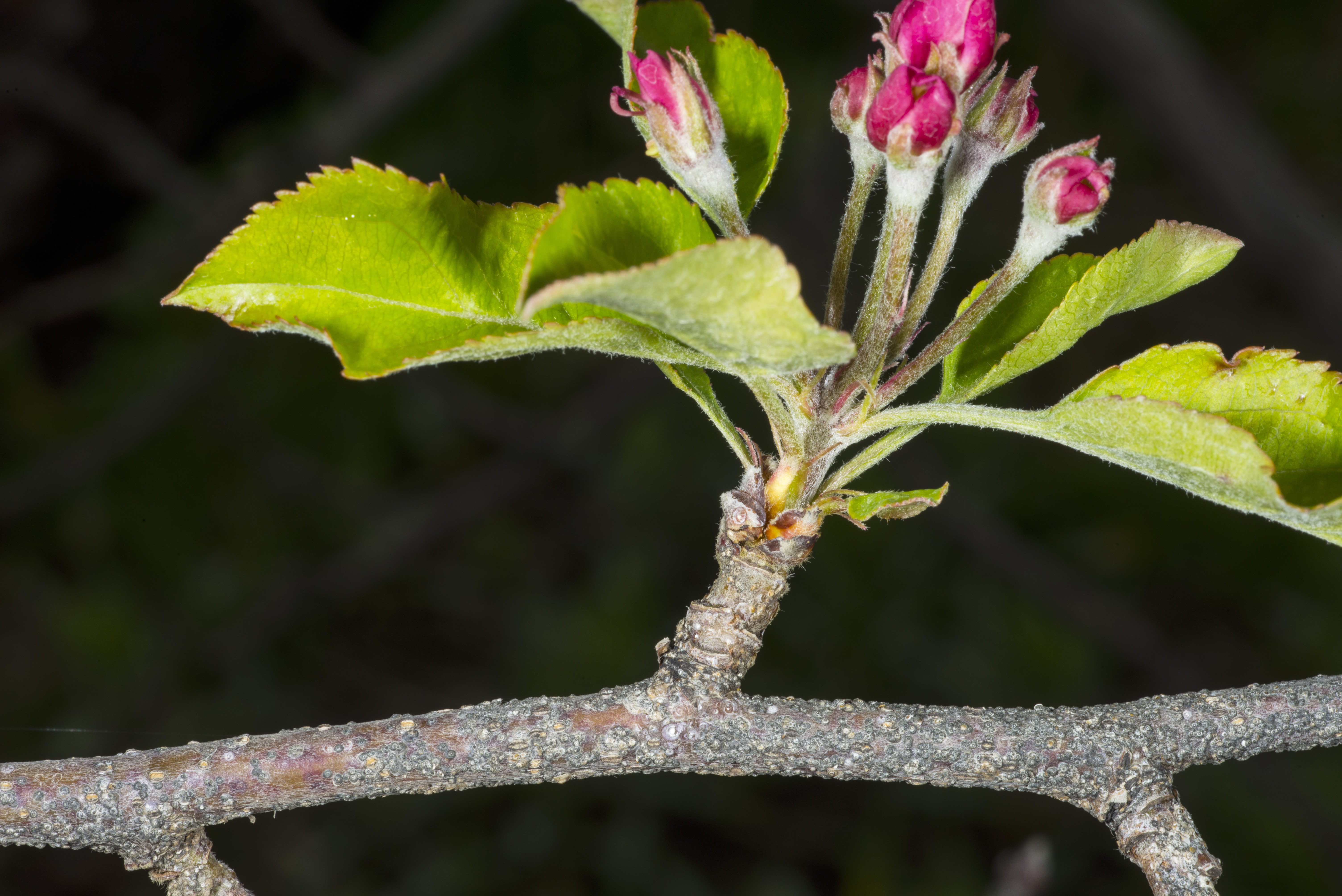 Figure 8. An apple branch infested with San Jose scales. (<em>Photo credit: John Obermeyer, Purdue Entomology</em>)