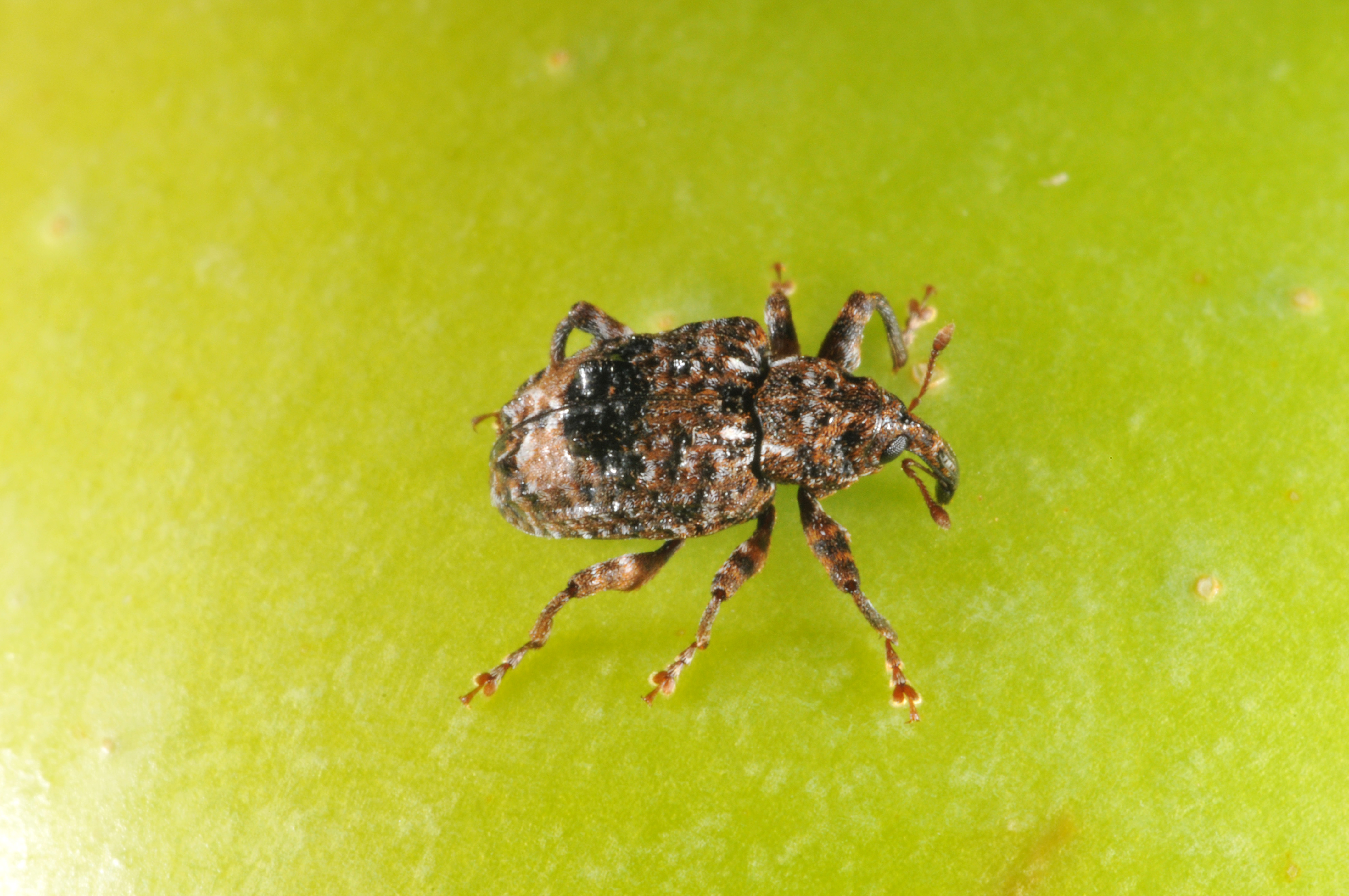 Figure 9. Adult plum curculio beetle on the surface of an apple. (<em>Photo credit: John Obermeyer, Purdue Entomology</em>)