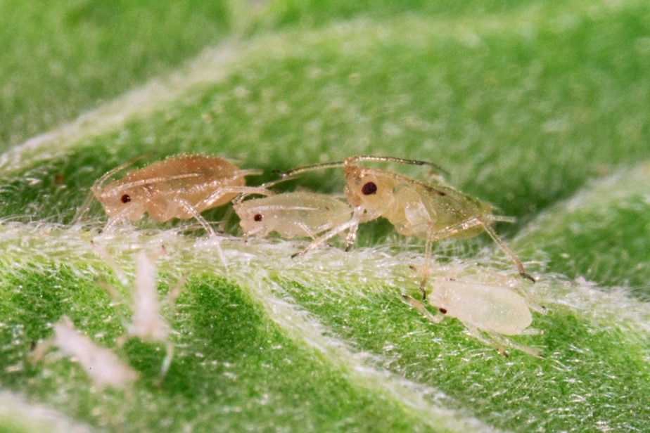 Figure 1. Cannabis aphids on a hemp leaf. (<em>Photo credit: John Obermeyer, Purdue Entomology</em>)