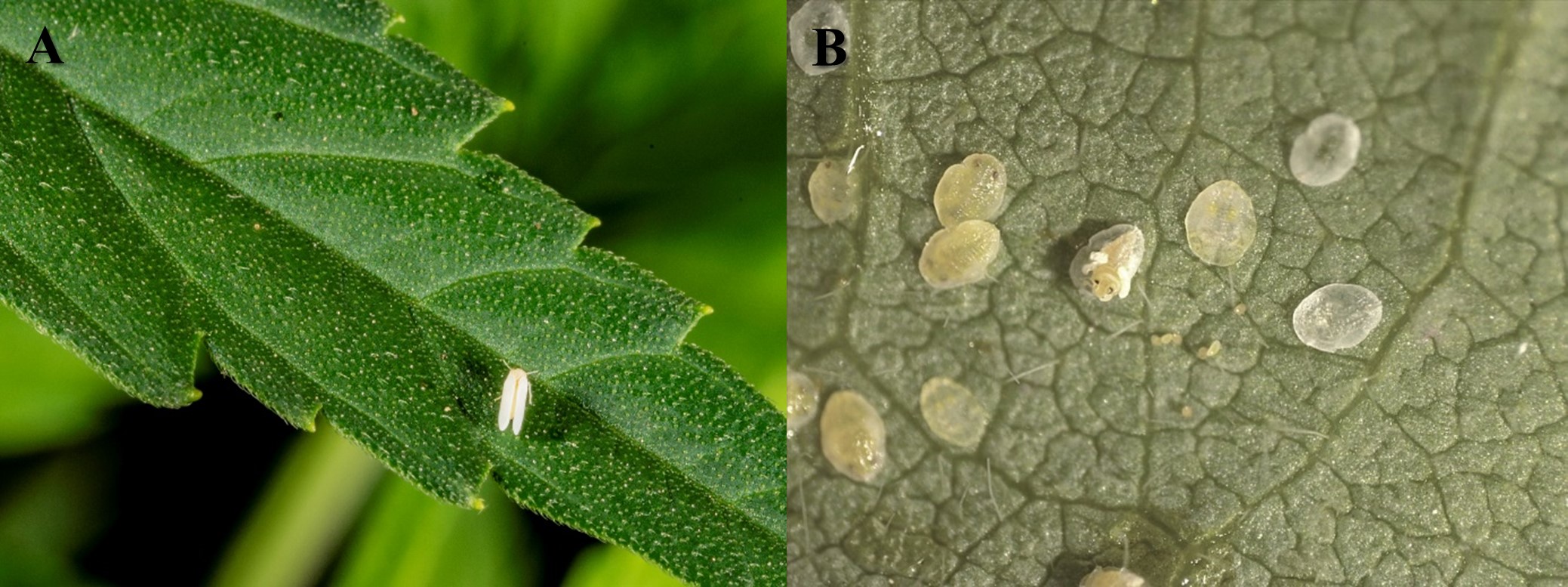 Figure 2. Adult whitefly on a hemp leaf (A), and third/fourth-instar whitefly nymphs with emerging whitefly adult (B). (Photo Credits: Zachary Serber and John Obermeyer, Purdue Entomology) *Pictures not to scale.