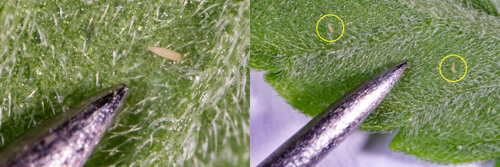 Figure 3. Magnified images of hemp russet mites on a hemp leaf.
 (Photo credit: John Obermeyer, Purdue Entomology)