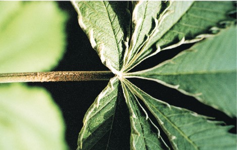 Figure 4. “Russeting” of hemp leaves caused by hemp russet mite feeding. (Photo credit: McPartland, J.M. and Hillig, K.W. 2003. The hemp russet mite. Journal of Industrial Hemp, 8:2, 109, DOI: 10.1300/J237v08n02_10)