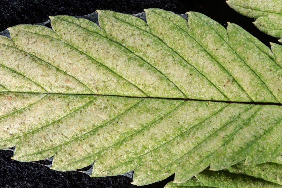 Figure 6. Webbing and leaf yellowing that are characteristic of two-spotted spider mite presence on plants.
 (Photo credit: John Obermeyer, Purdue Entomology)