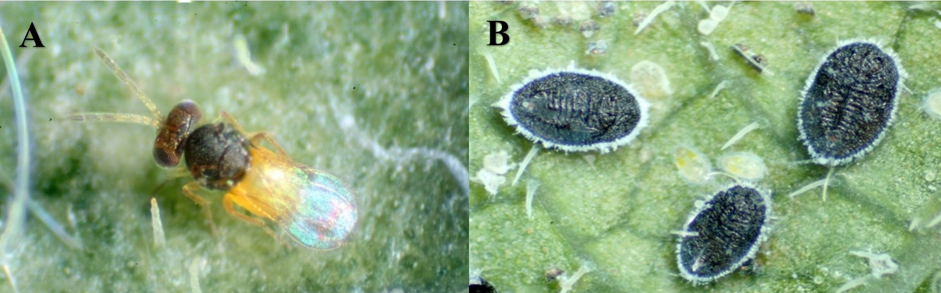 Figure 9. Whitefly parasitoid, Encarsia formosa (A), and parasitized whitefly nymphs (B). (Photo Credit: David Cappaert, Bugwood.org. Note: images not to scale.)