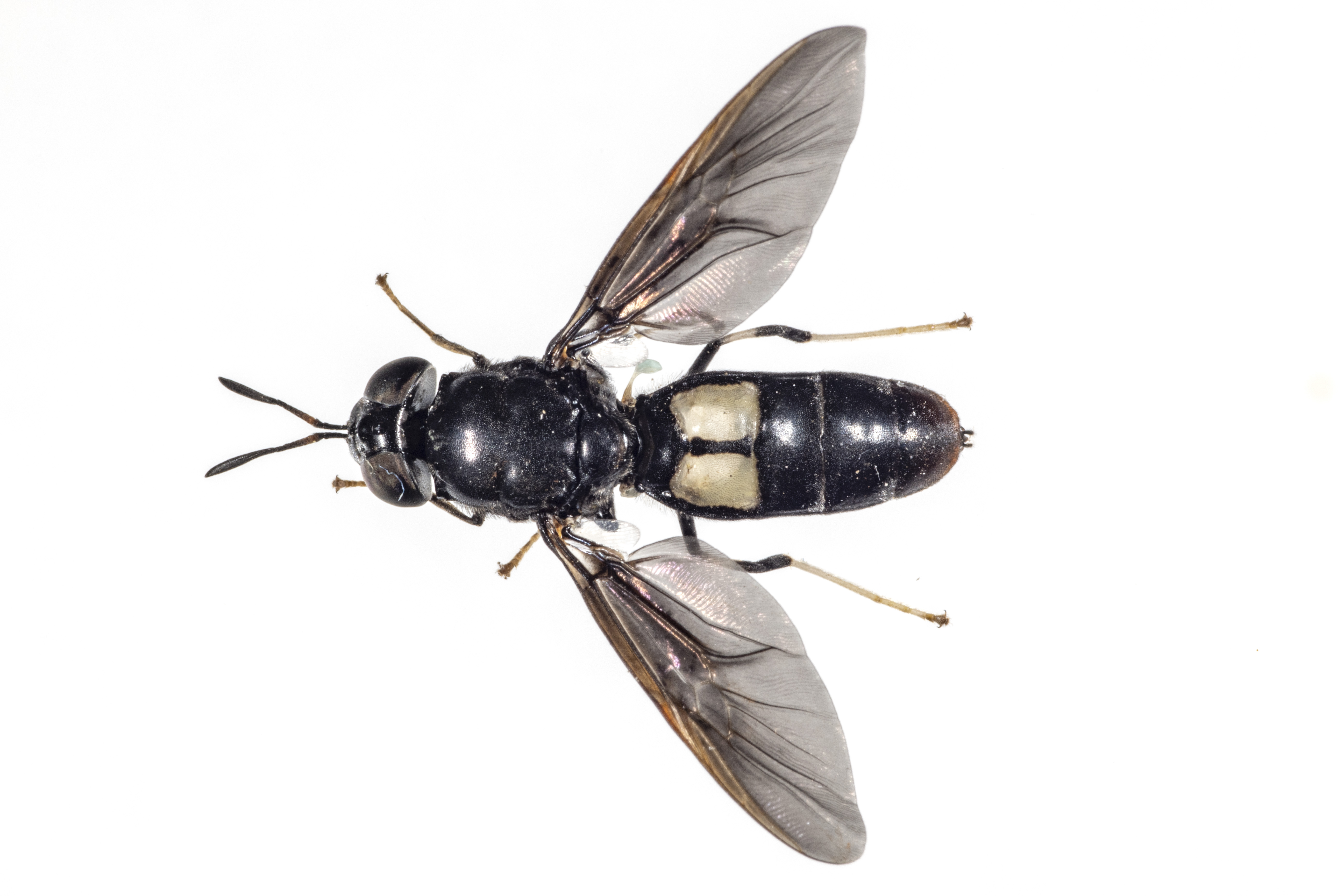 Figure 1. Adult black soldier fly mimics a wasp with the clear
cells on their abdomen. (<em>Photo credit: John Obermeyer, Purdue Entomology</em>)