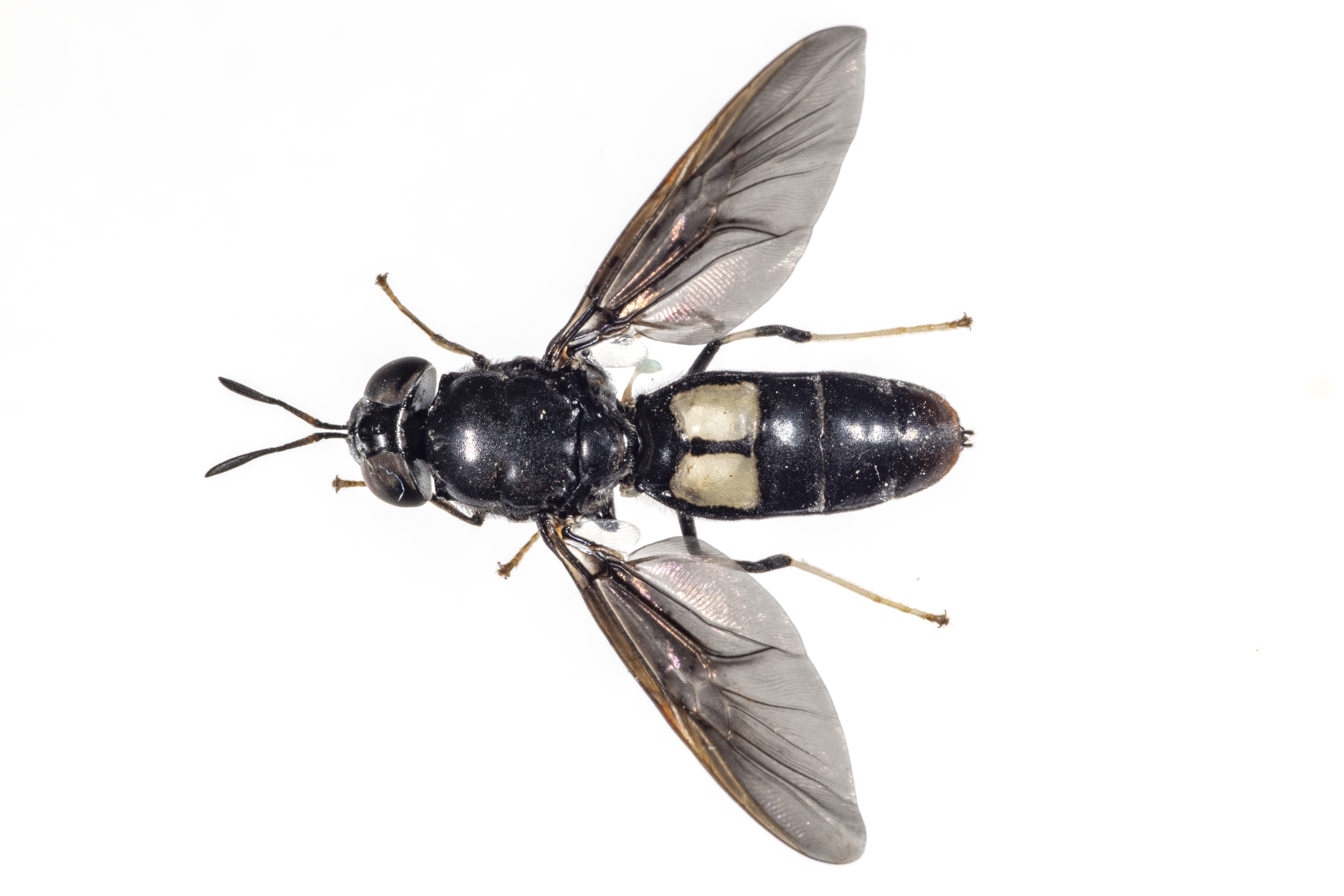 thumbnail image 2 of Whole Dried Black Soldier Fly Larvae - PBS Animal Health 2 of 13