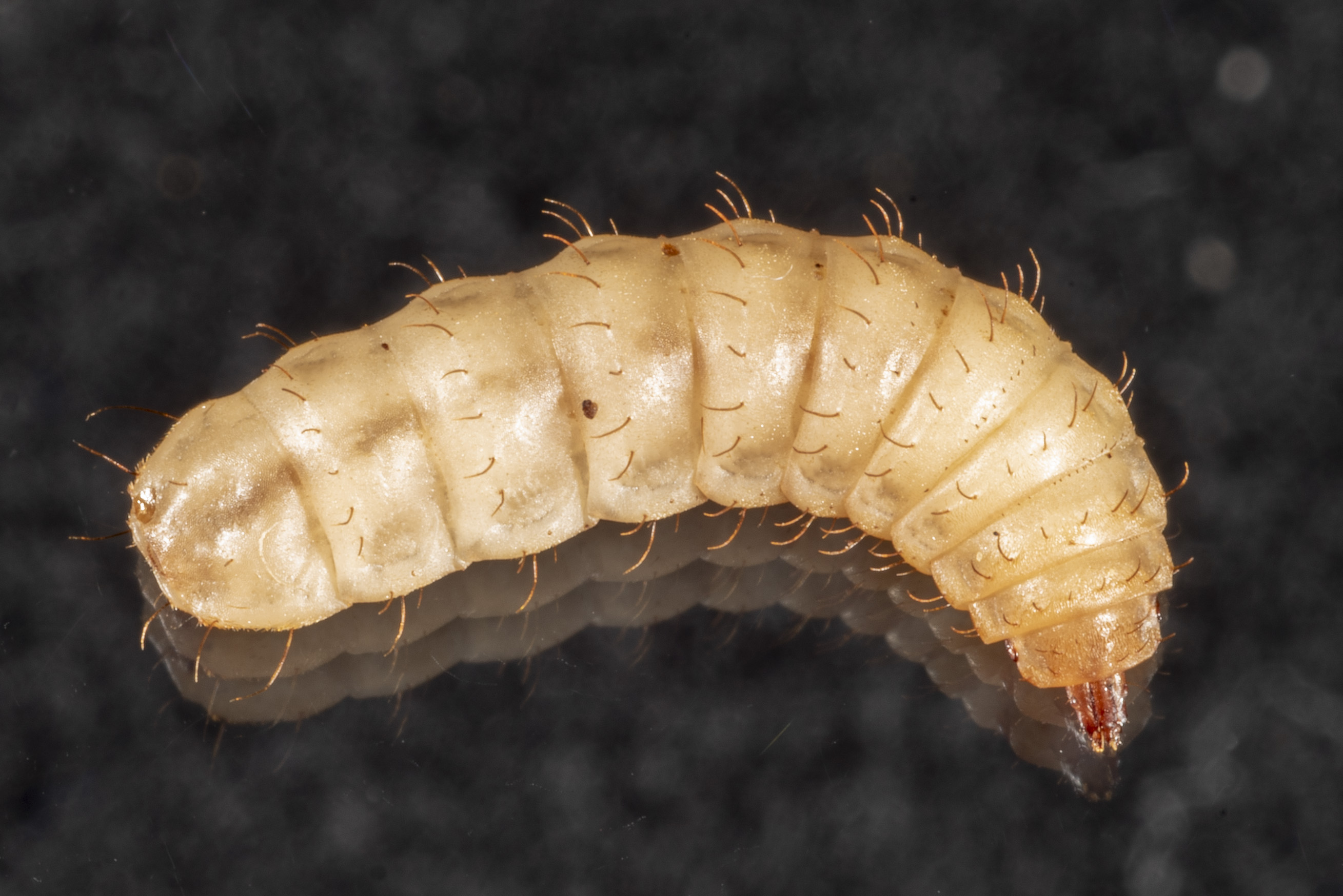 Figure 2. Late instar black soldier fly larvae. (<em>Photo credit: John Obermeyer, Purdue Entomology</em>)