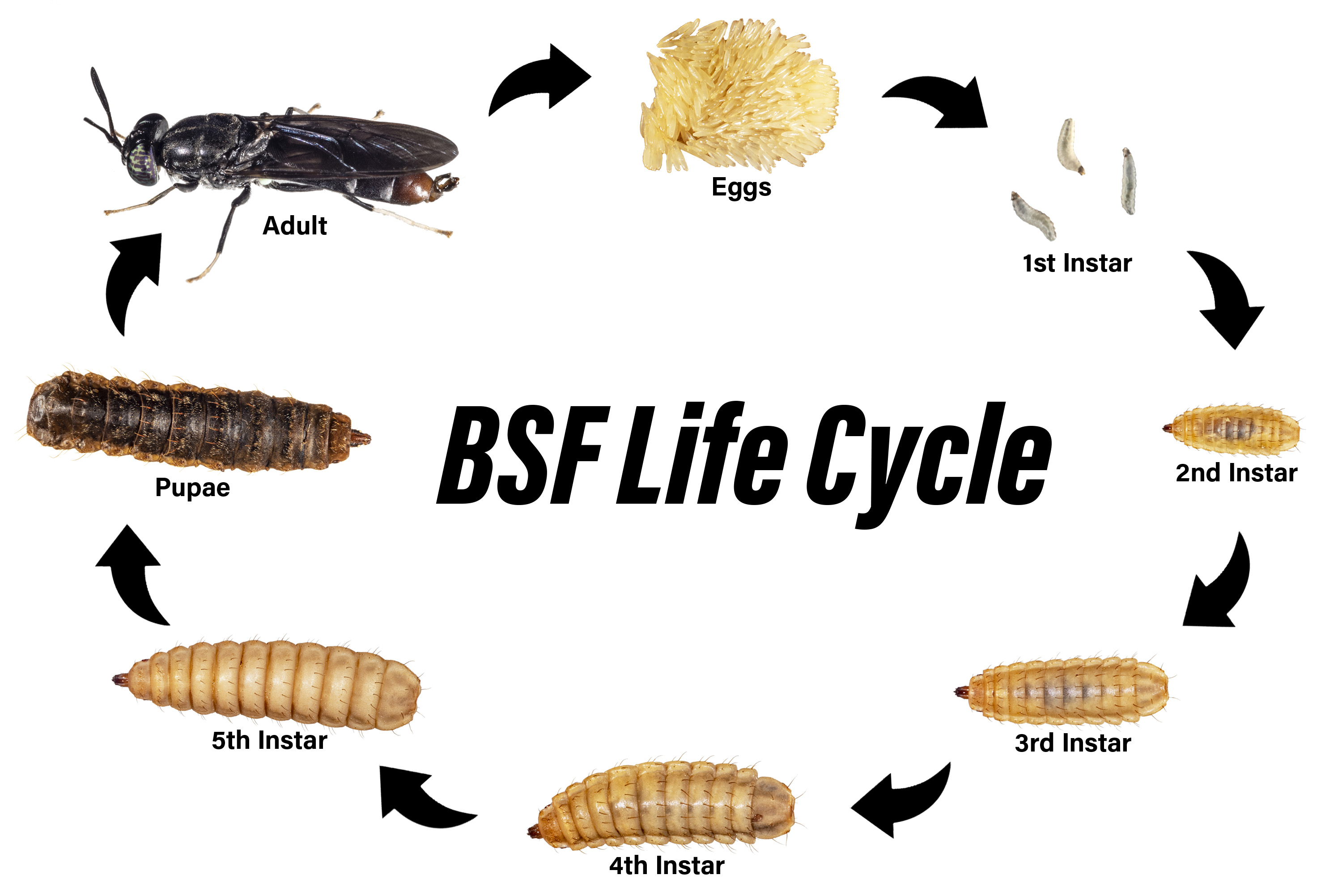 Figure 3. The complete life cycle of a black soldier fly. (<em>Graphic Credit: Bransen Schidler </em>)