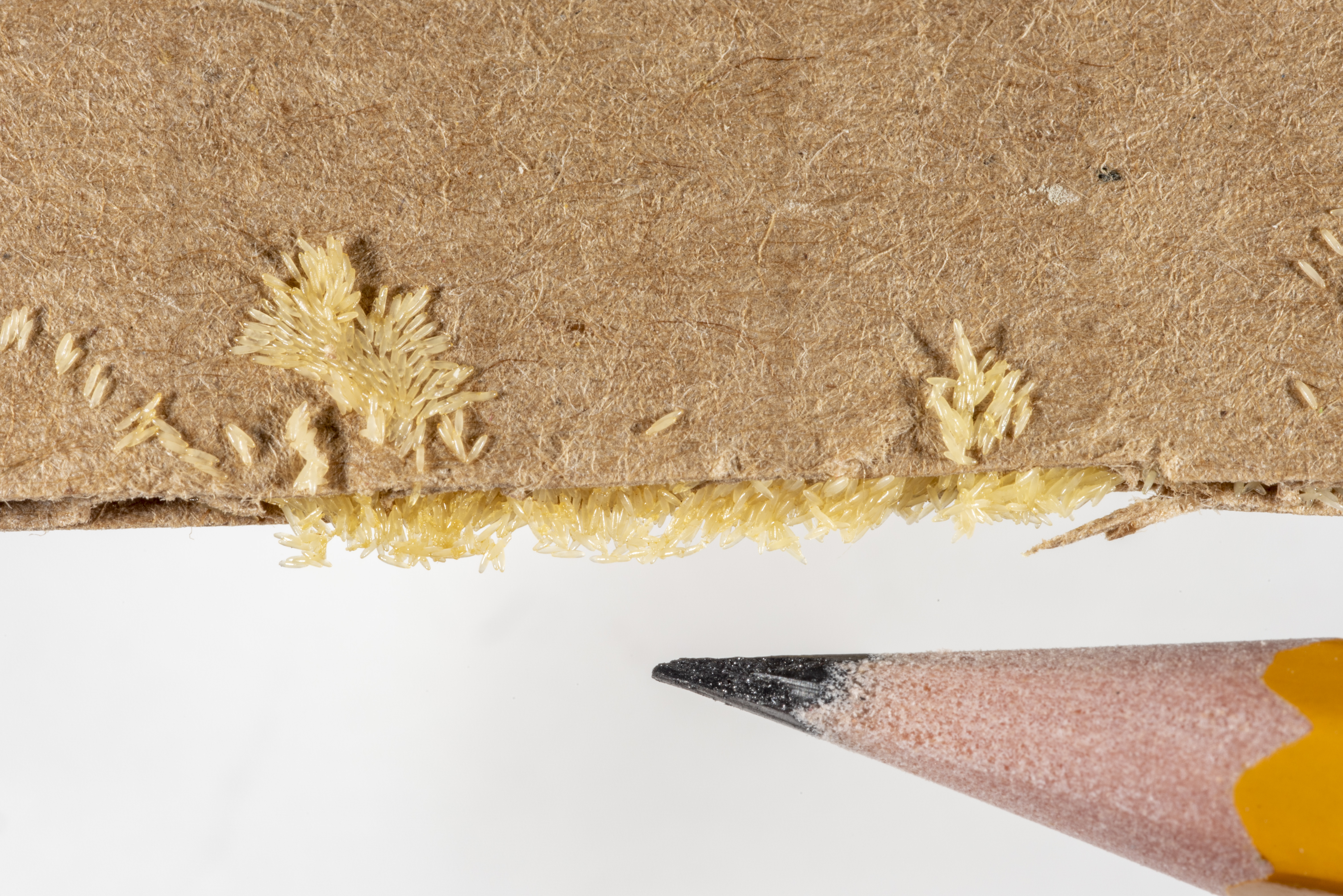 Figure 4. Black soldier fly eggs deposited on a piece of corrugated
cardboard. (<em>Photo credit: John Obermeyer, Purdue Entomology</em>)