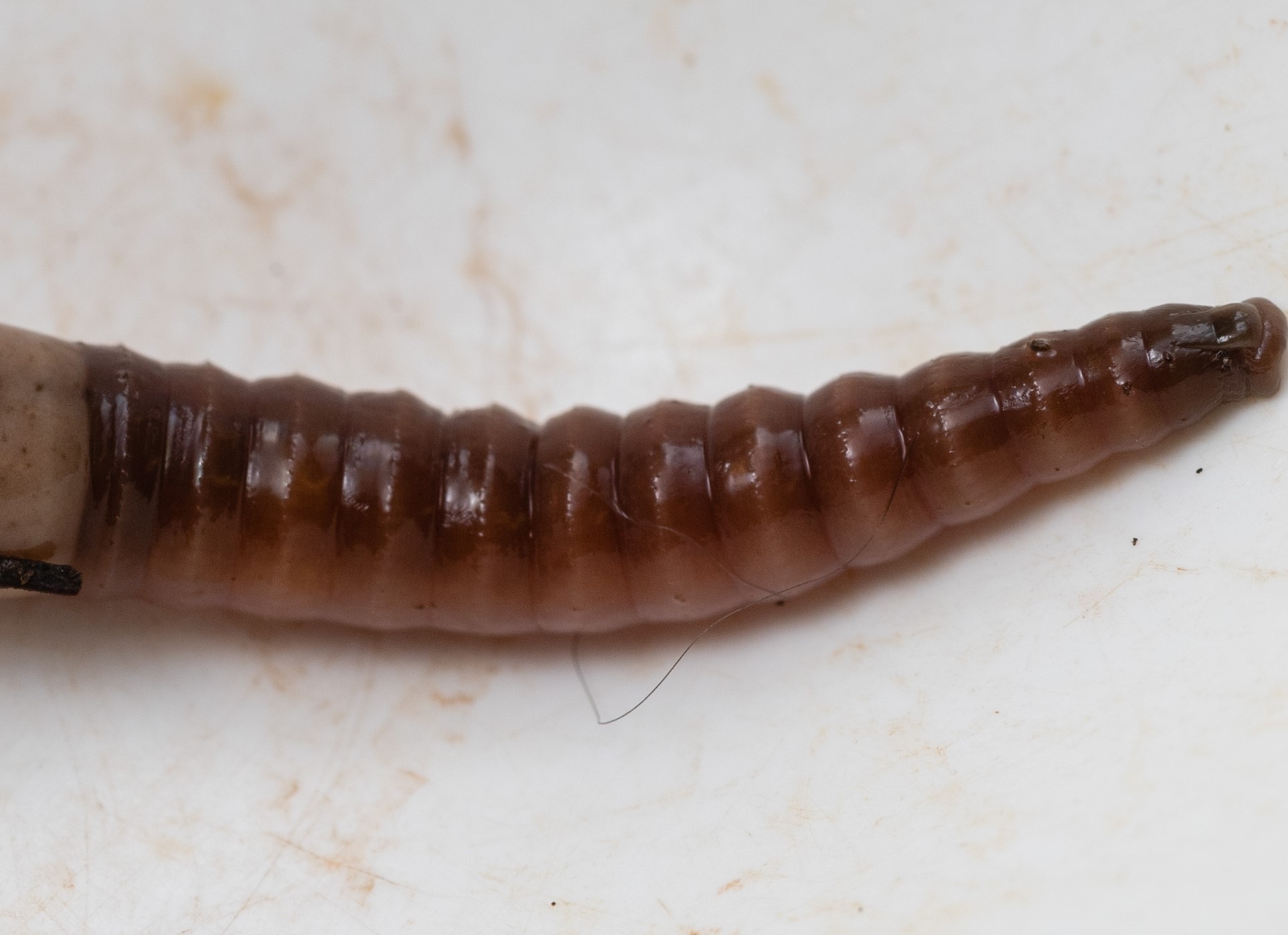Asian Jumping Worm: A Threat to Healthy Landscapes