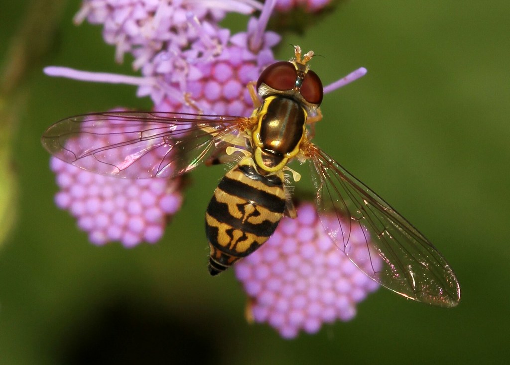 EASTERN CALLIGRAPHER