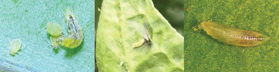 larvae