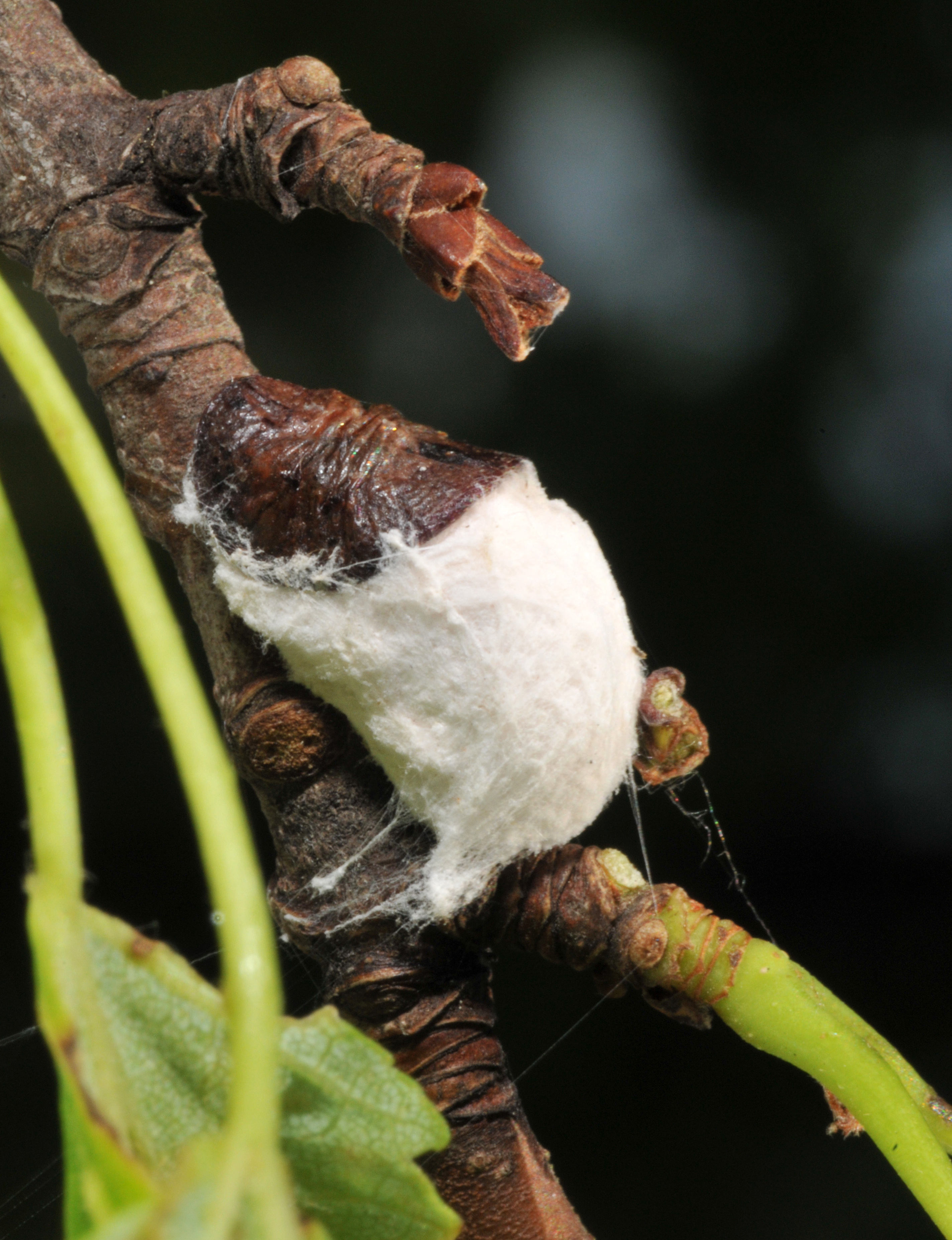 Scale Insects on Shade Trees and Shrubs