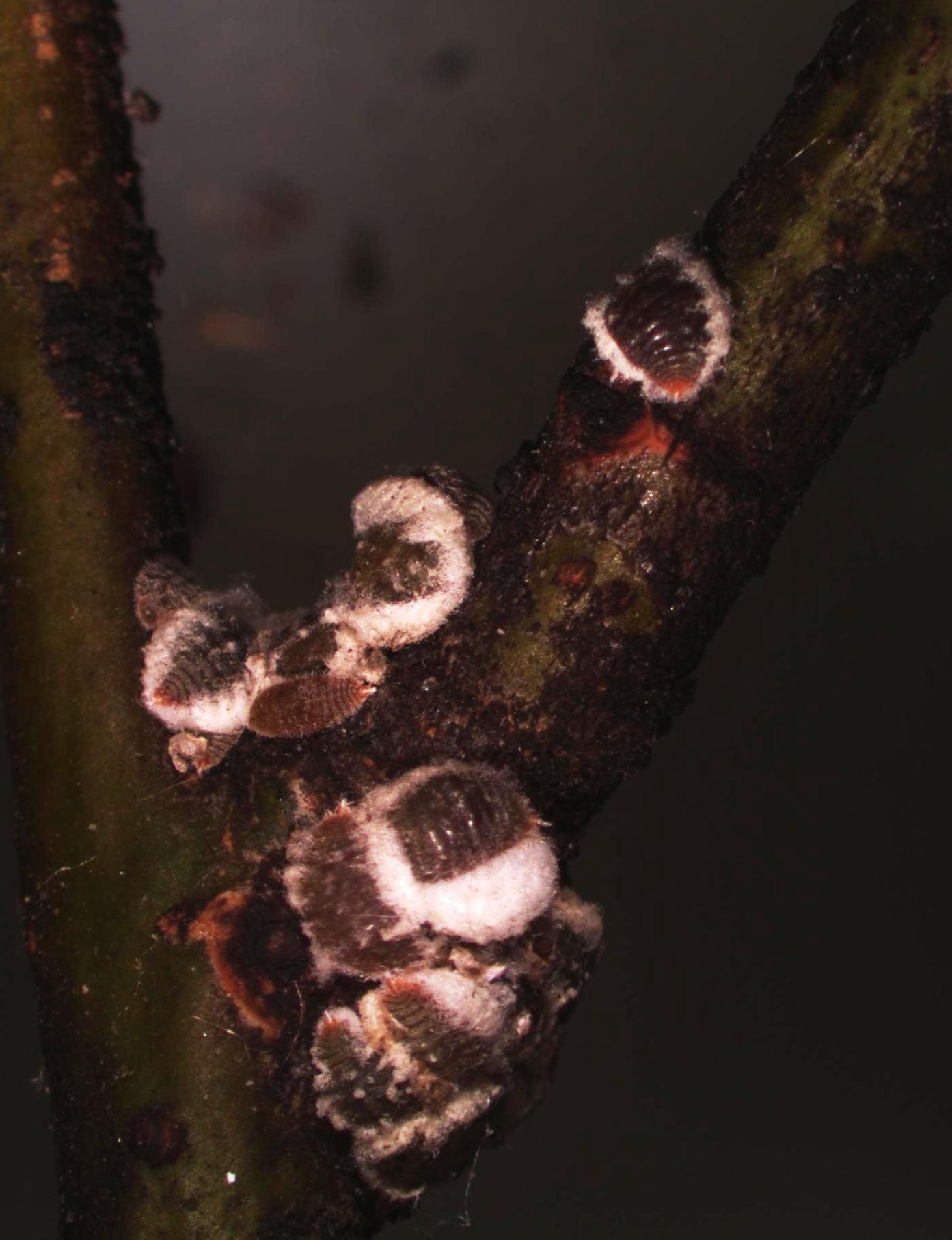 Scale Insects on Shade Trees and Shrubs