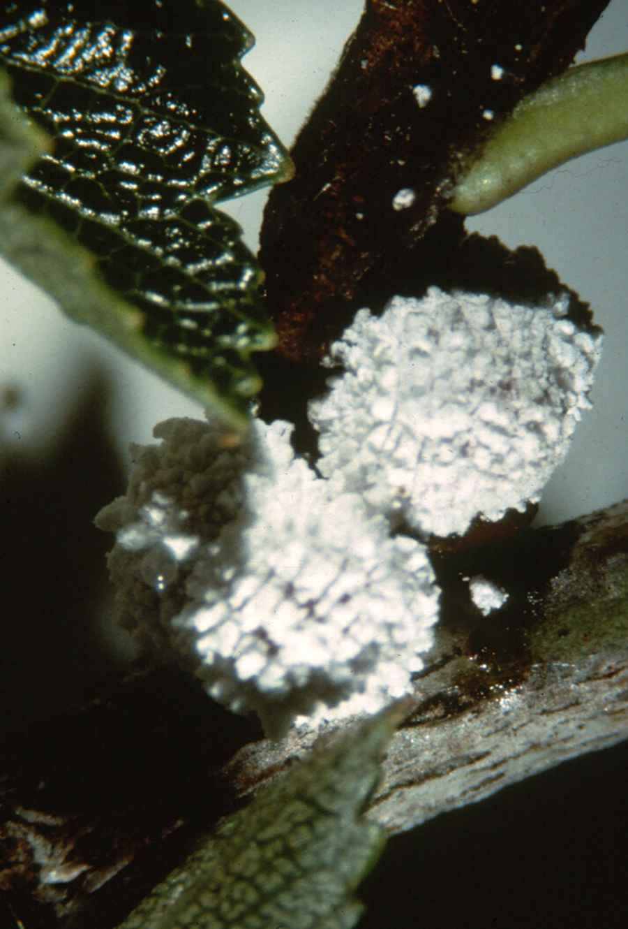 https://extension.entm.purdue.edu/publications/E-29/E29graphics/hawthorn%20mealybug2.jpg