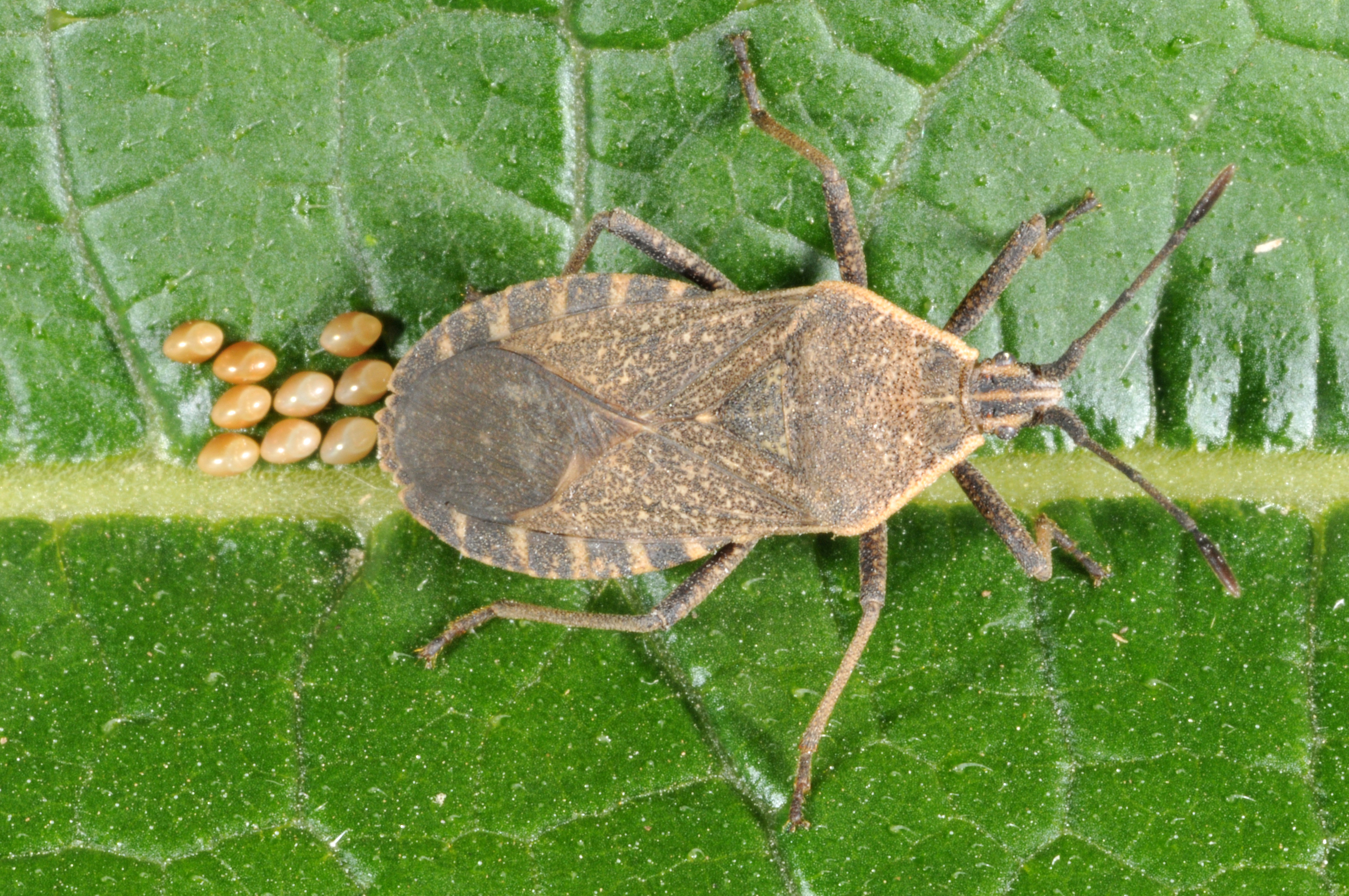 Squash adult and eggs (top) and early instar damage