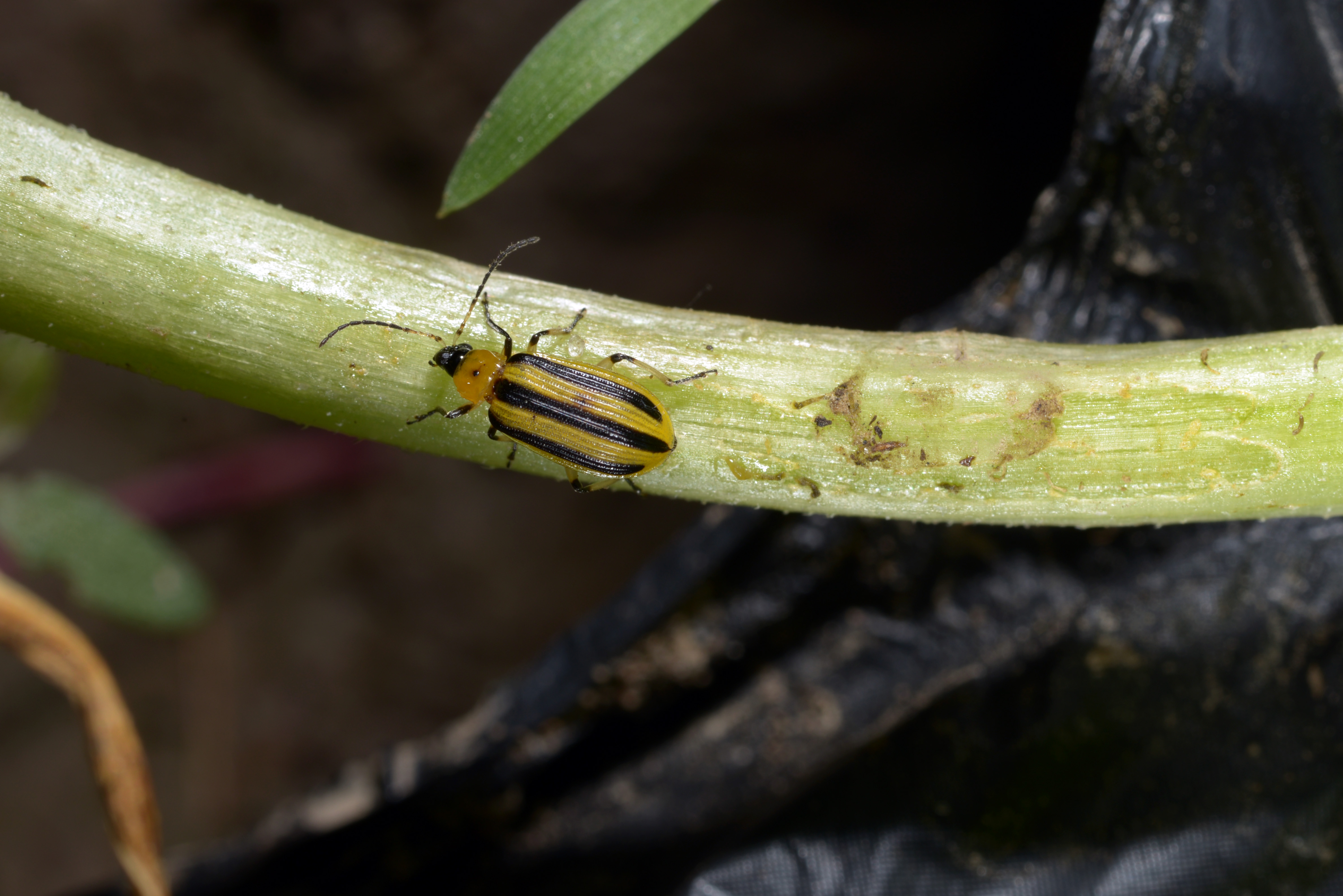 Striped cucumber beetle and spotted cucumber beetle