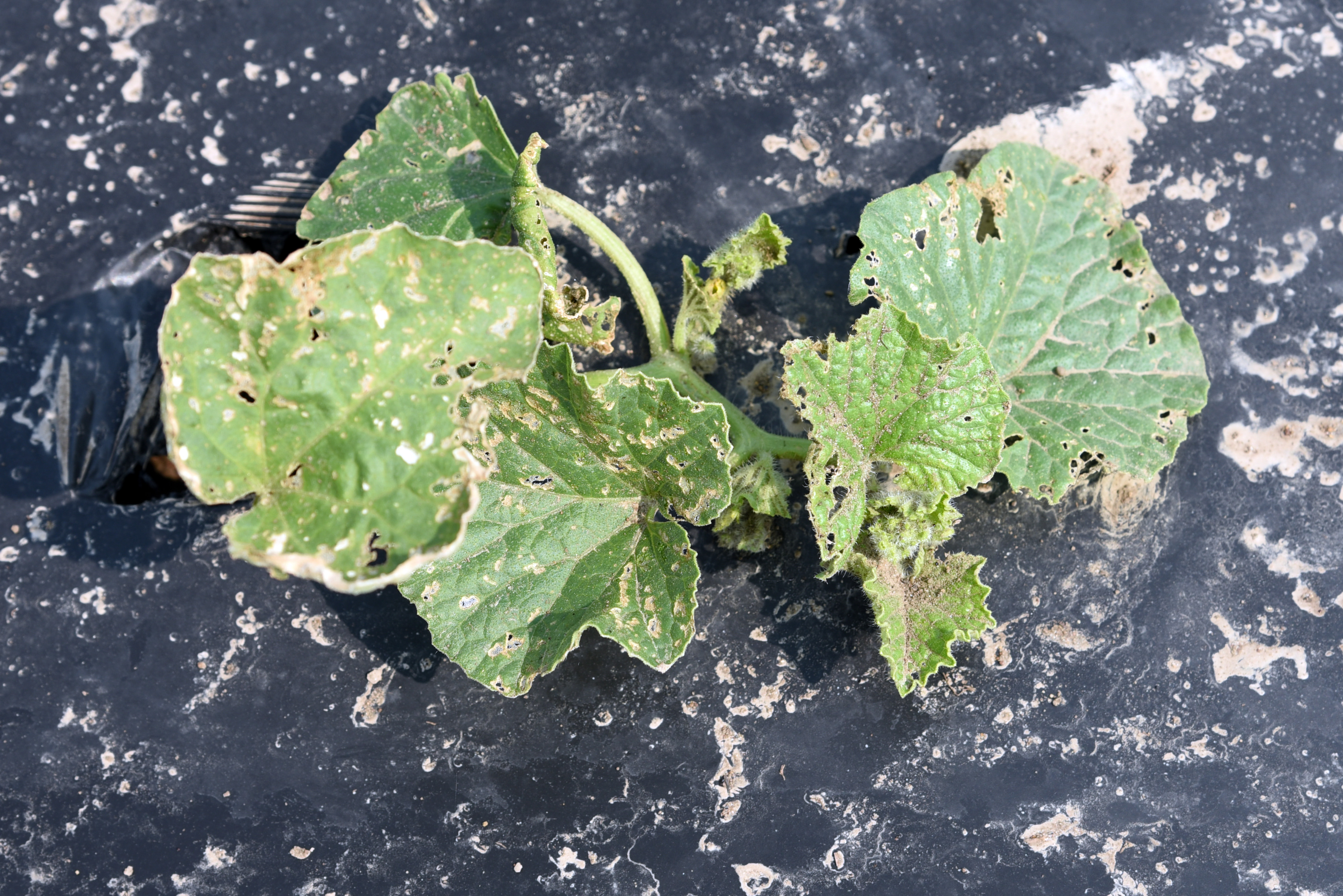 Striped cucumber beetle damage to leaves and fruit