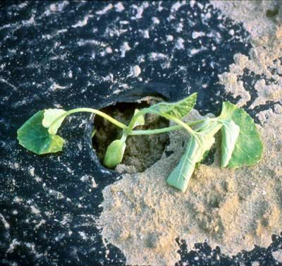 Seedcorn maggots and damage to muskmelons