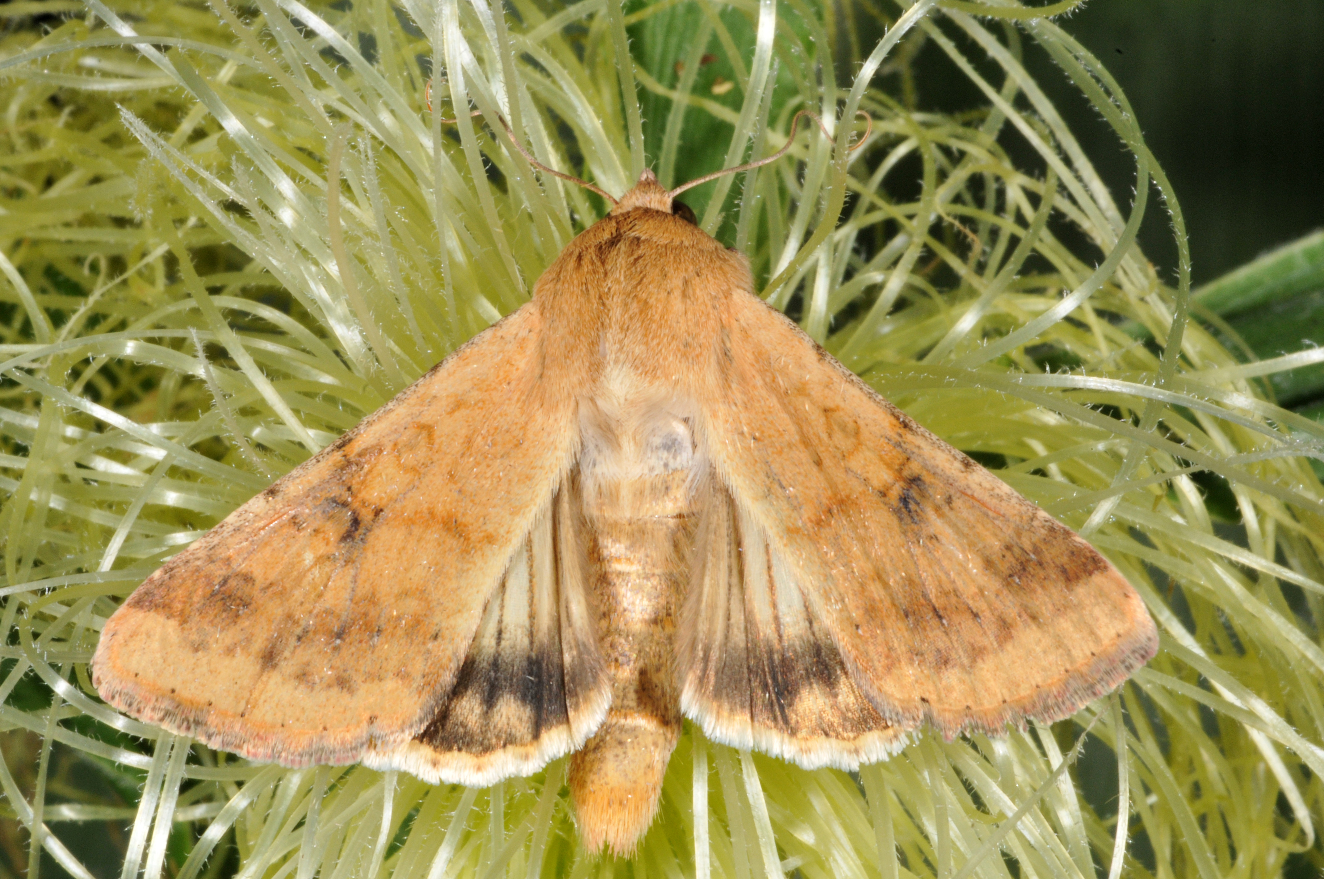 Corn earworm moth catch has really picked up at some Virginia