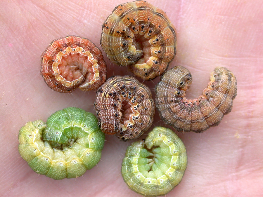 Earworm larvae come in many different colors