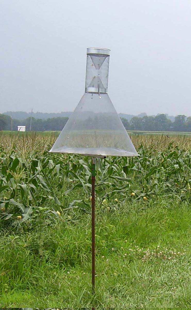 Pheromone trap to monitor corn earworm moths