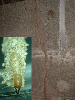 A. Soldier termite on a mud tube. B. Mud tube in crawlspace