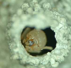 Worker termite in a mud tube