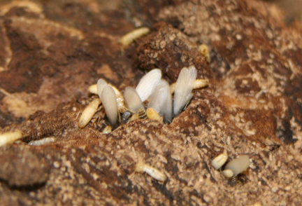 Swarmer termites (winged reproductive form known as kings and queens).