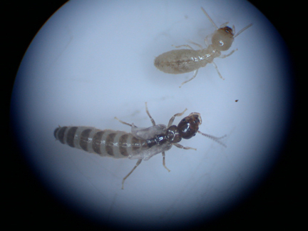 Top: Worker termite and bottom: reproductive termite