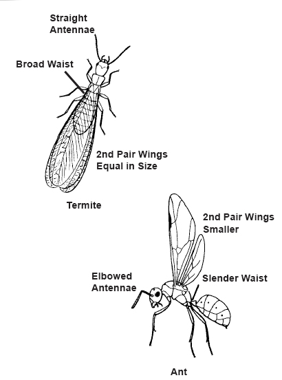 Termite Anatomy