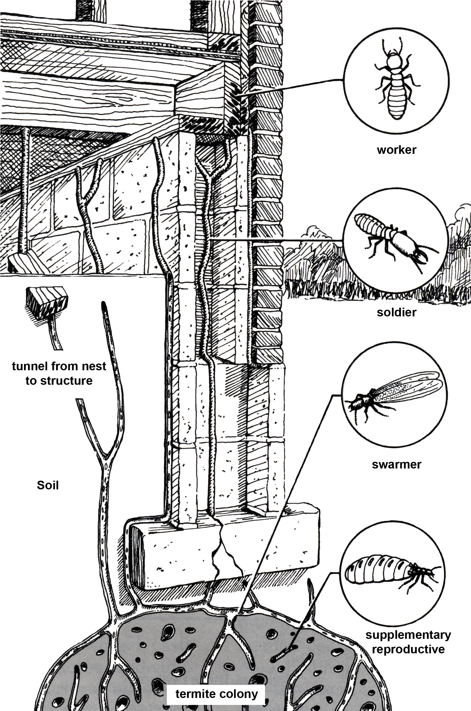 Termite life-cycle and habitat.