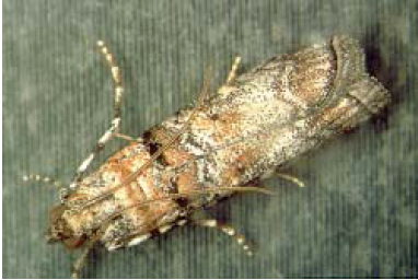 Adult Zimmerman pine moth. (<em>Photo Credit: Whitney Cranshaw</em>).