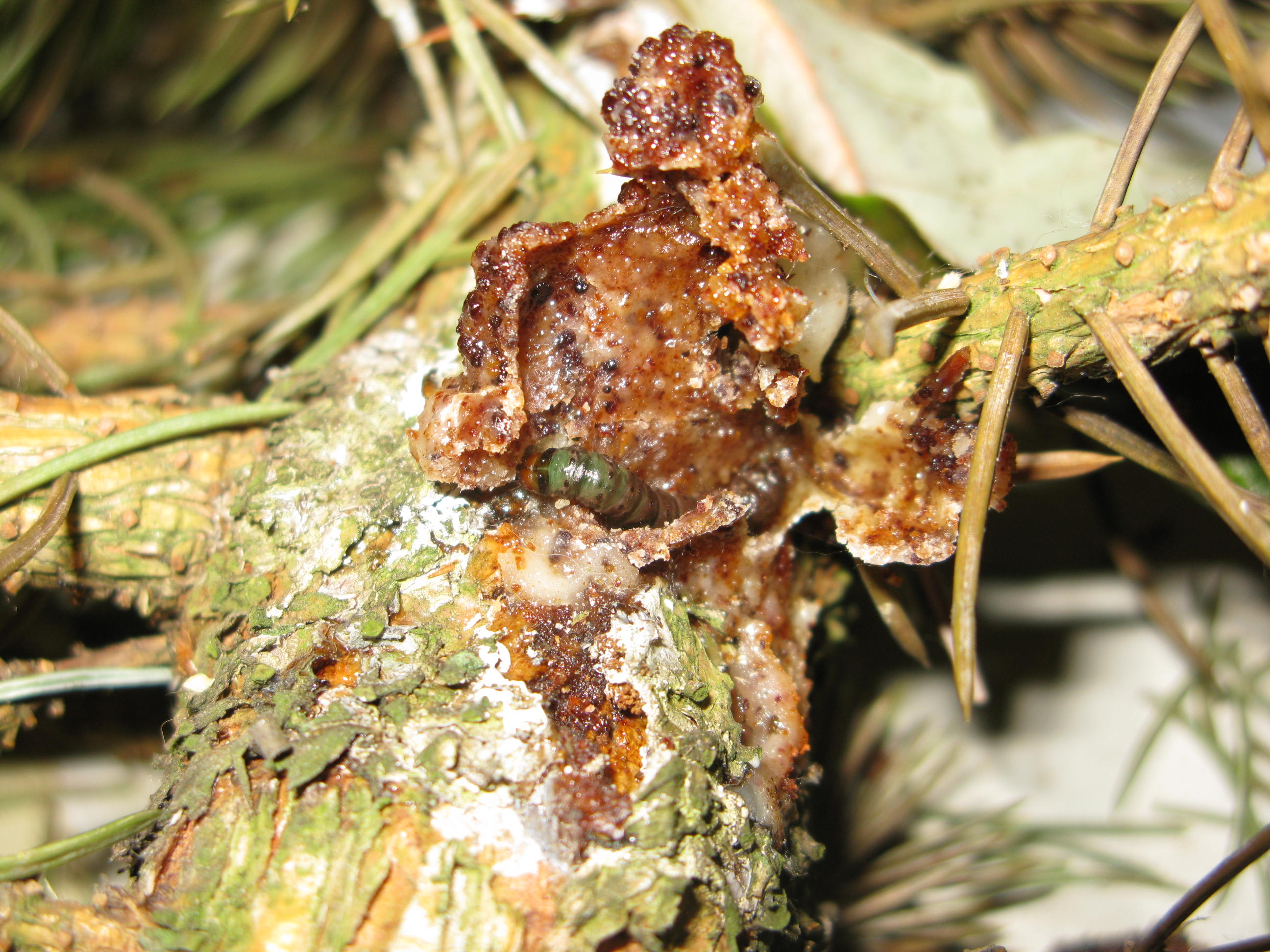 Adult Zimmerman pine moth caterpillar. (<em>Photo Credit: Dave Shetler</em>).