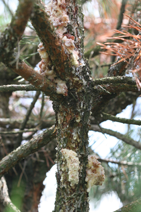 Sap oozing from wounds above and below the branch whorl. (<em>Photo Credit: Cliff Sadof</em>).