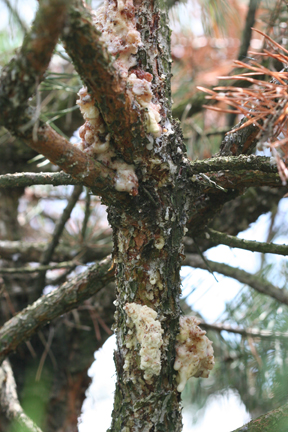 Managing the Zimmerman Pine Moth