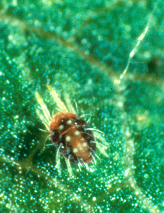 European red mite adult.