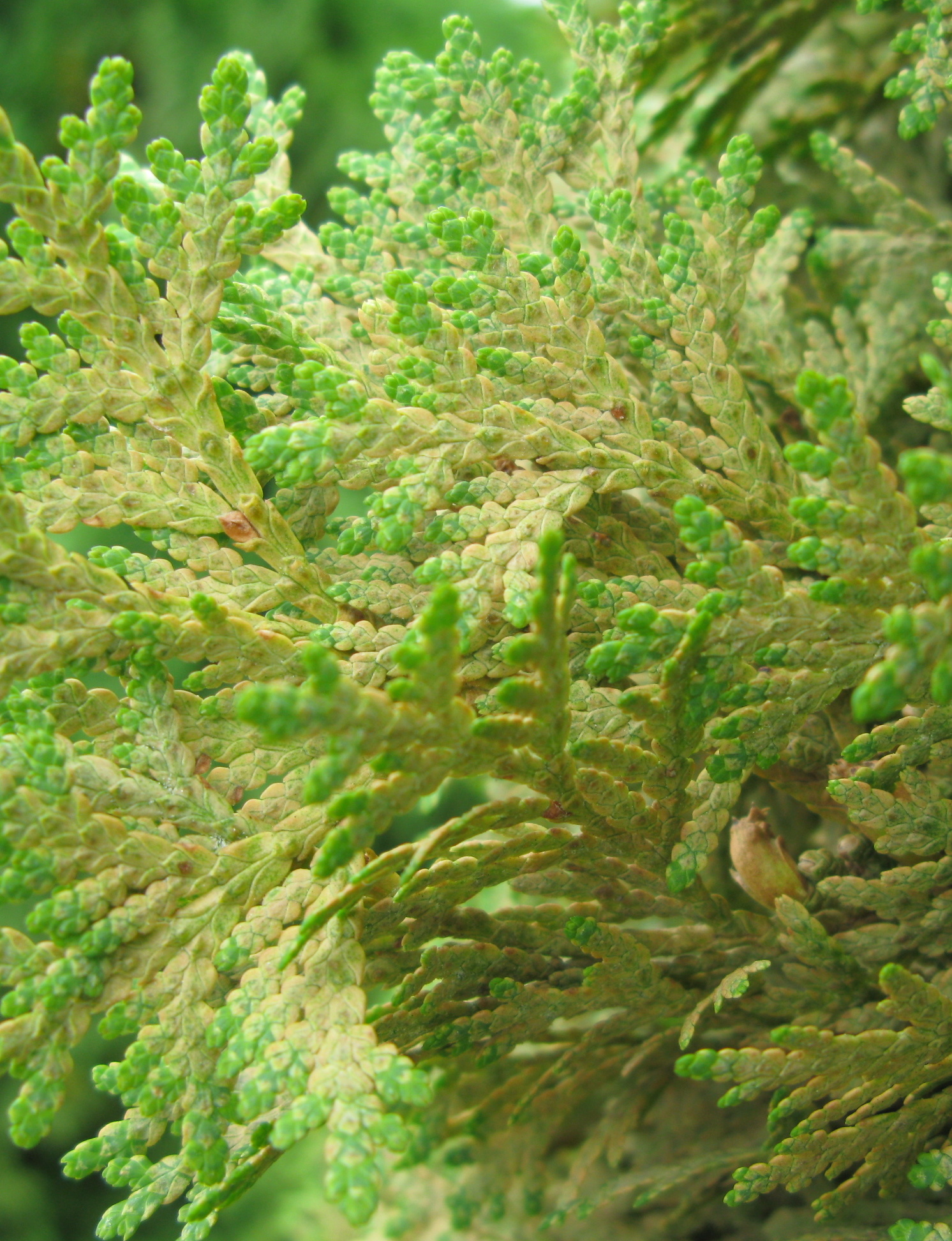 Spruce spider mite on arborvitae.