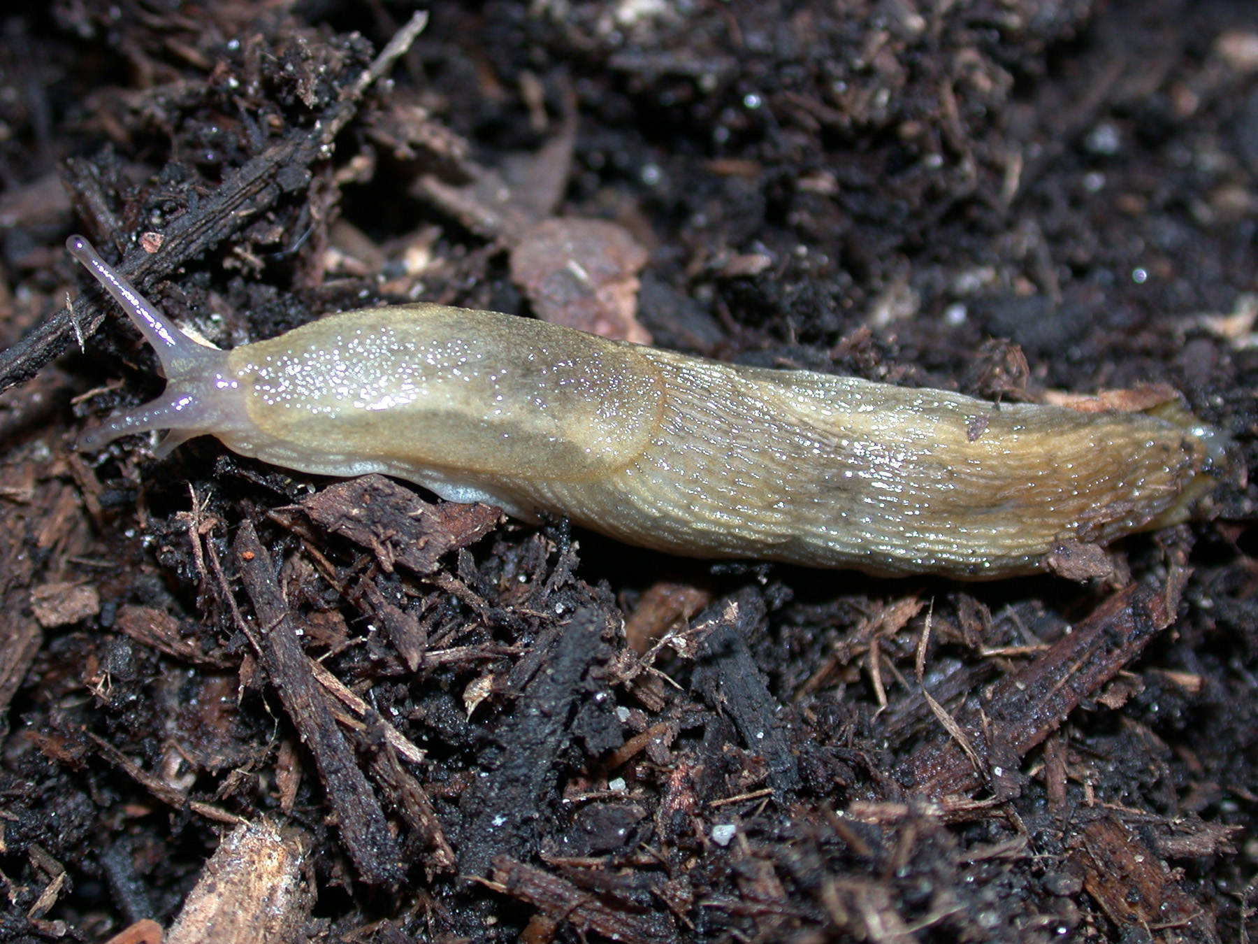 Slugs in Homes, Gardens, and Greenhouses